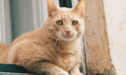 A large orange cat sitting in the open window of a house