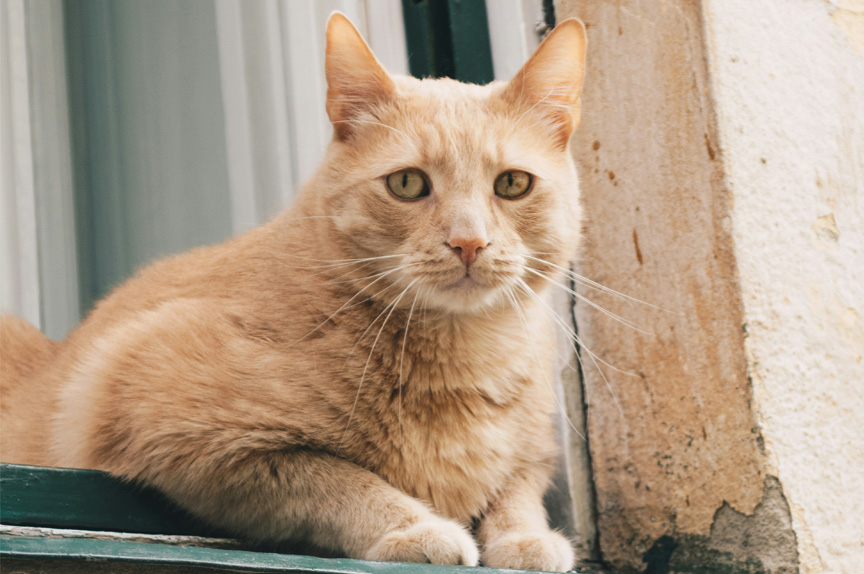 A large orange cat sitting in the open window of a house