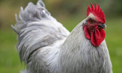 Portrait of a gray rooster with bright red comb, against a blurred green background.