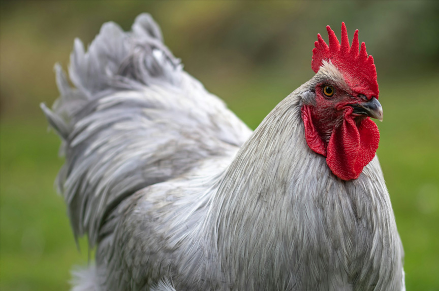 Portrait of a gray rooster with bright red comb, against a blurred green background.