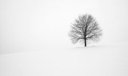 A snowy white landscape with a solitary leafless tree against a white sky