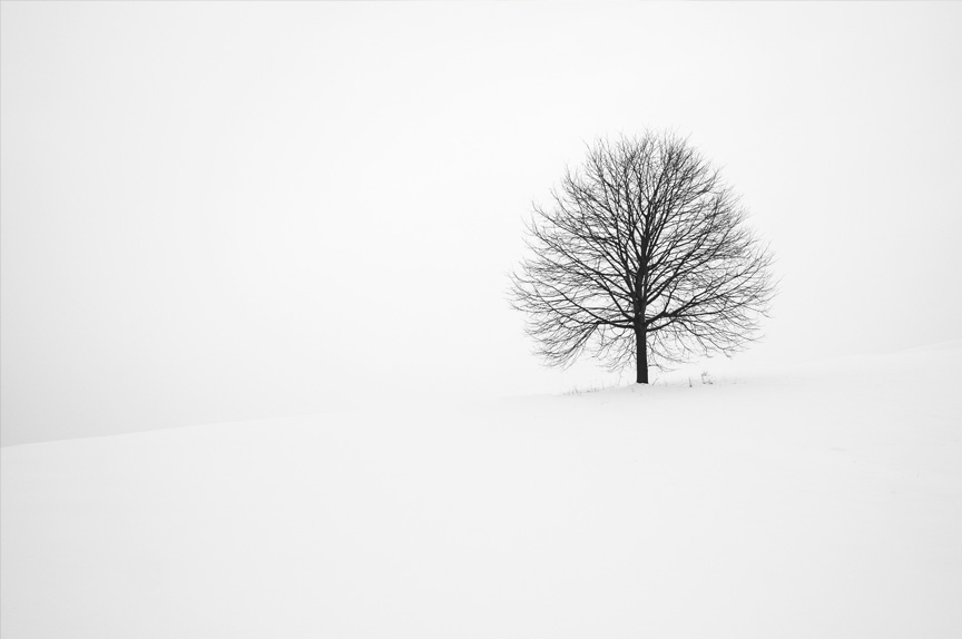 A snowy white landscape with a solitary leafless tree against a white sky