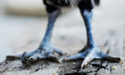 A close-up of blueish chicken feet on a wooden floor.